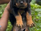 Rottweiler Puppy