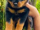 Rottweiler puppy