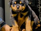 Rottweiler Puppy