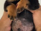 Rottweiler Puppy