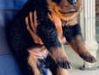 Rottweiler Puppy