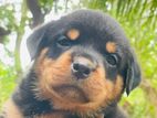 Rottweiler Puppy