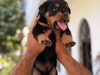 Rottweiler Puppy