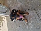 Rottweiler Puppy