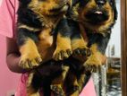 Rottweiler Puppy
