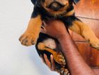 Rottweiler Puppy