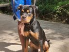 Rottweiler Puppy