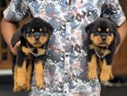 Rottweiler puppy