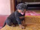 Rottweiler Puppy