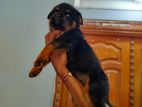 Rottweiler Puppy