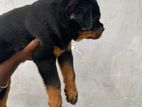 Rottweiler Puppy