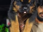 Rottweiler Puppy