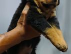 Rottweiler Puppy