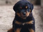 Rottweiler Puppy