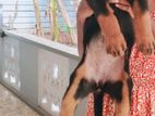 Rottweiler Puppy