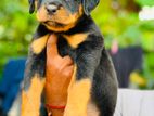 Rottweiler Puppy