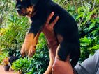 Rottweiler puppy