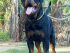 Rottweiler Puppy