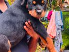 Rottweiler Puppy