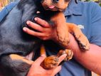 Rottweiler Puppy