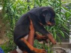 Rottweiler Puppy