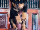 Rottweiler Puppy