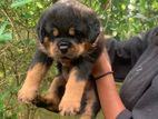 Rottweiler Puppy