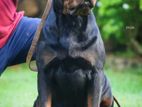 Rottweiler Puppy