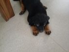 Rottweiler Puppy