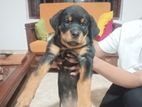 Rottweiler Puppy