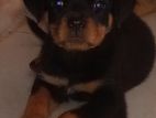 Rottweiler Puppy