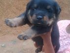 Rottweiler Puppy