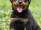 Rottweiler Puppy