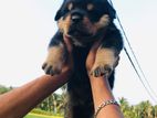 Rottweiler Puppy