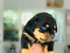 Rottweiler Puppy