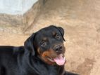 Rottweiler Puppy