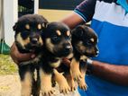 Rottweiler Puppies