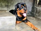 Rottweiler Puppy