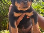 Rottweiler Puppies