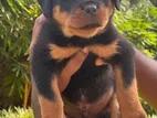 Rottweiler Puppies