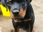 Rottweiler Puppy