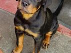 Rottweiler Puppy