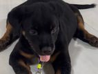 Rottweiler Puppy