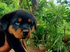 Rottweiler Puppy