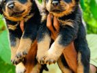 Rottweiler Puppies