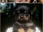 Rottweiler Puppy