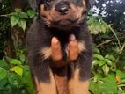 Rottweiler Puppy