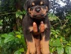 Rottweiler Puppy