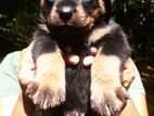 Rottweiler Puppy