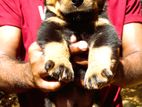 Rottweiler Puppy